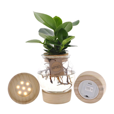 Hydroponik-Pflanzen-Mischung im Glas mit LED – Ø12cm H30cm