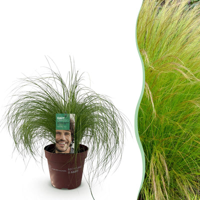 GreenboutiQ Ziergras Stipa tenuifolia Pony Tails, 50cm, Topf 17cm