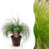 GreenboutiQ Ziergras Stipa tenuifolia Pony Tails, 50cm, Topf 17cm Bild 1