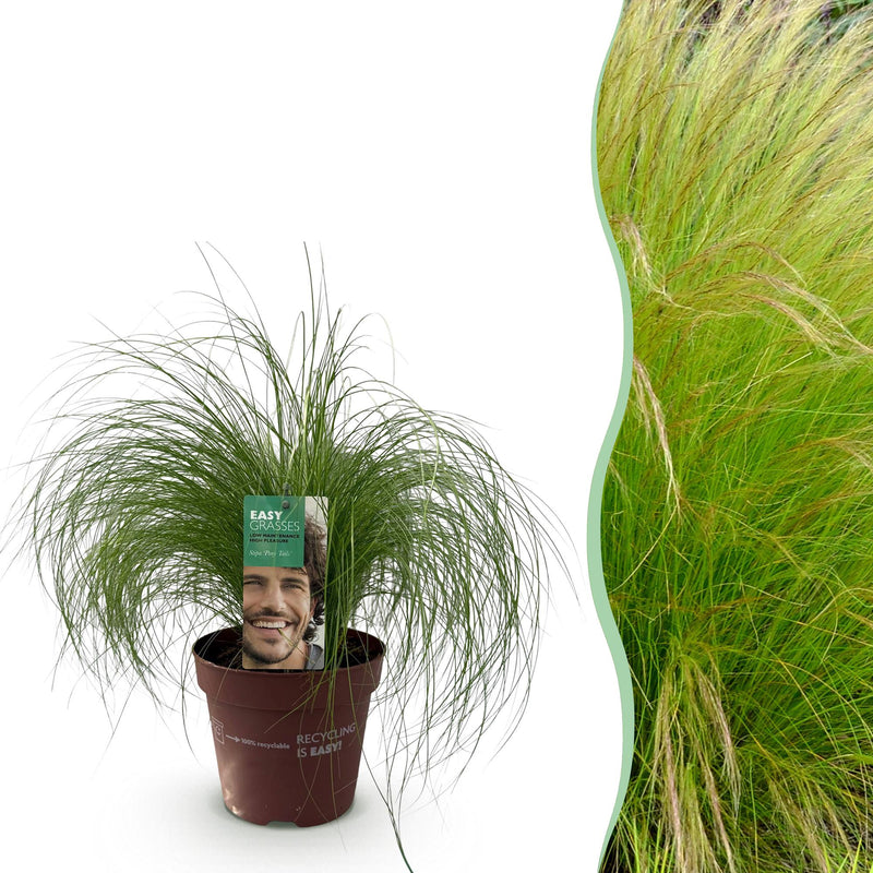 GreenboutiQ Ziergras Stipa tenuifolia Pony Tails, 50cm, Topf 17cm