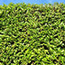 GreenboutiQ Ligustrum ovalifolium: Immergrüne Hecke (6 Stk.) Bild 4