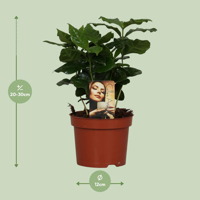 Kaffeepflanze Coffea Arabica im Topf – Ihr grüner Genuss für Zuhause