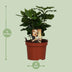 Coffea Arabica Coffee Plant in a Pot – Your Green Indulgence for the Home Bild 2
