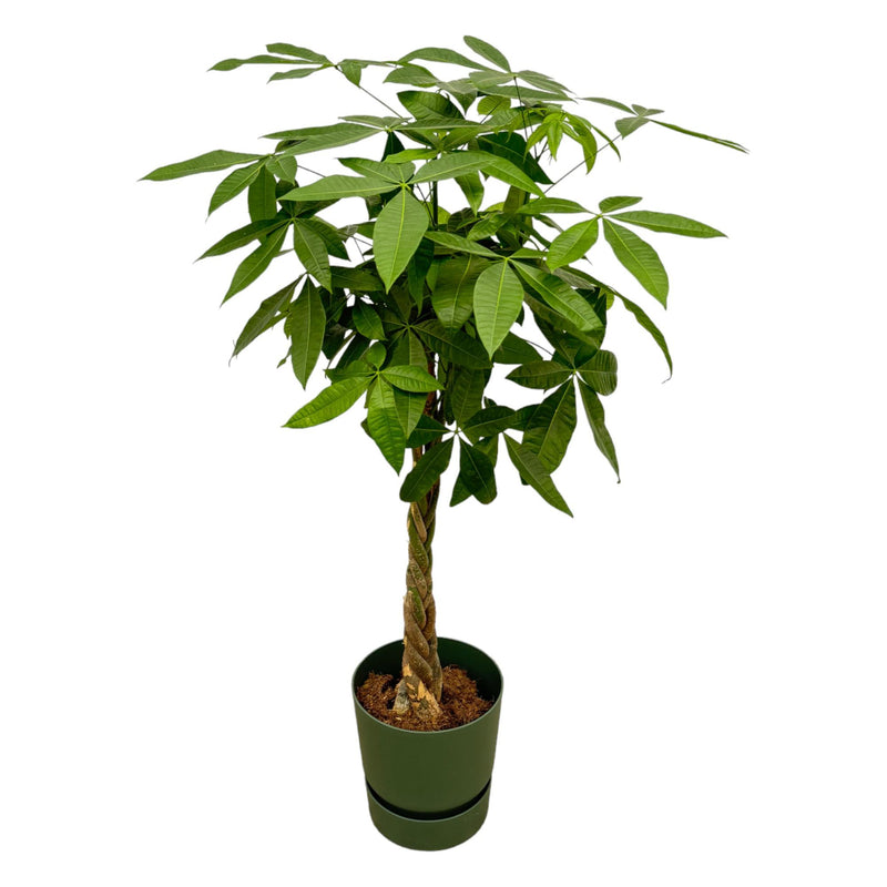 Pachira Aquatica Money Tree, green, 160 cm, Ø30 cm pot