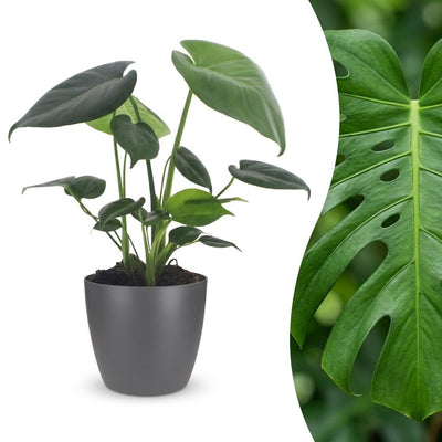 Green boutiQ - Monstera Deliciosa - Fensterblatt - 1 Pflanze - mit Grau Topf - Topf 12cm - Höhe - 30cm