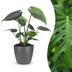 Green boutiQ - Monstera Deliciosa - Fensterblatt - 1 Pflanze - mit Grau Topf - Topf 12cm - Höhe - 30cm Bild 1
