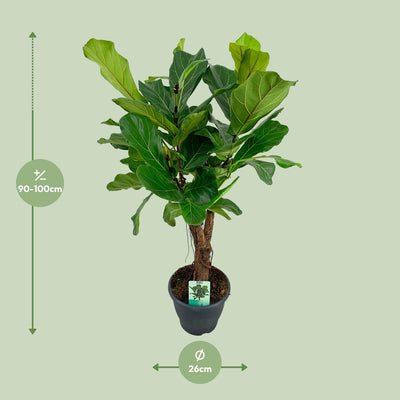 Ficus Lyrata (Geigenfeige) - Ø26cm - ↕100cm