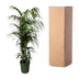 Kentia Palme 220 cm - Tropische Eleganz für Ihr Zuhause Bild 4
