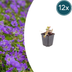 12x Geranium 'Azure Rush' - Helle Blüte, pflegeleicht, Staude Bild 1