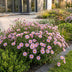 Green boutiQ - Perennial - Aster Wood's Pink - Plume Spiraea - Bee and Butterfly Attractors - Pink - 6 Plants - Pot 11cm - Height 15-25cm Bild 6