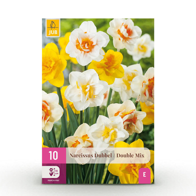 GreenboutiQ Narzissen Zwiebeln Double Mix - Gelb/Weiß - 10 Stück