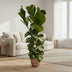 Ficus Lyrata Busch - Geigenfeige, 170 cm, Ø27 Bild 3