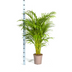 Areca Palm (Dypsis Areca Lutescens) with basket Ø24cm, 120-140cm Bild 2