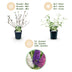 Green boutiQ - Garden plant - Buddleja davidii Tricolour - Butterfly bush - Hardy - Blue - Pink - White - 3 plants - Pot 17cm - Height 45cm Bild 4
