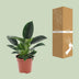 Philodendron Green Princess: Pflegeleichte Zimmerpflanze im 12cm Topf, 25cm hoch Bild 4