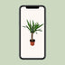 Yucca Pflanze - Ø14cm Topf - ca. 60cm Höhe Bild 5