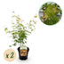 GreenboutiQ Japanischer Ahorn Katsura (2er-Set), Orange, 70cm, Topf 19cm Bild 1