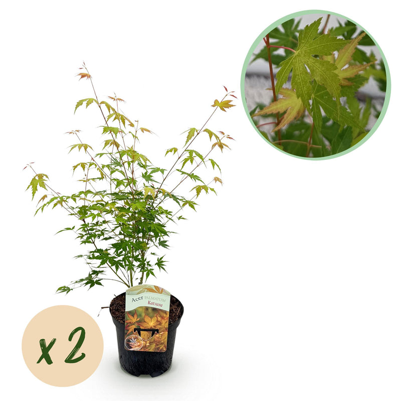 GreenboutiQ Japanischer Ahorn Katsura (2er-Set), Orange, 70cm, Topf 19cm