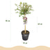 GreenboutiQ Zierkirsche Koujou-no-mai Stamm 90cm, Topf 19cm Bild 3