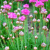 48x Armeria maritima 'Splendens', pink flowers, 10-25cm Bild 6