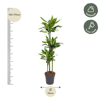 Dracaena Golden Coast Pflanze, 160 cm hoch, ø24 Topf