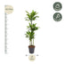 Dracaena Golden Coast Pflanze, 160 cm hoch, ø24 Topf Bild 2