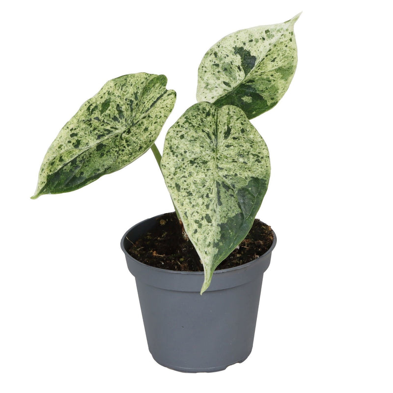 Alocasia Dragon Scale Mint Variegata - Tropisches Grün-Juwel