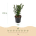 Green boutiQ - 40x Taxus baccata - Eibe - Heckenpflanzen - Immergrün - Grün - Topf 9cm - Höhe 20-30cm Bild 4