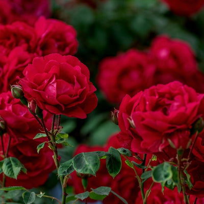 Culvita Rosenerde 40L mit RhizoPlus - Ideal für alle Rosen