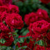 Culvita Rosenerde 40L mit RhizoPlus - Ideal für alle Rosen Bild 2