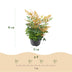 GreenboutiQ Nandina Gulfstream Orange - 2 Pflanzen, immergrün, pflegeleicht Bild 3