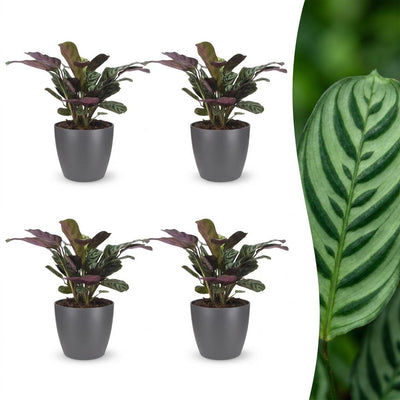 Green boutiQ - Ctenanthe Burle Marxii - Fishbone Prayer Plant - 4 plants - with Grey Pot - Pot 12cm - Height - 30cm