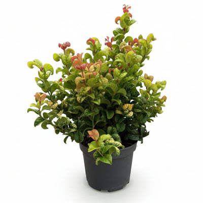 Leucothoe Curly Gold - Immergrüner Strauch, Gelb, Topf 17cm