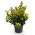 Leucothoe Curly Gold - Evergreen Shrub, Yellow, 17cm Pot Bild 2