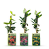 3x Lonicera Tricolour Heckenkirsche - Bunte Kletterpflanze (Ø9cm, 35cm) Bild 3