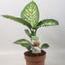Dieffenbachia Tropic Snow, 60cm, Ø17cm Bild 3