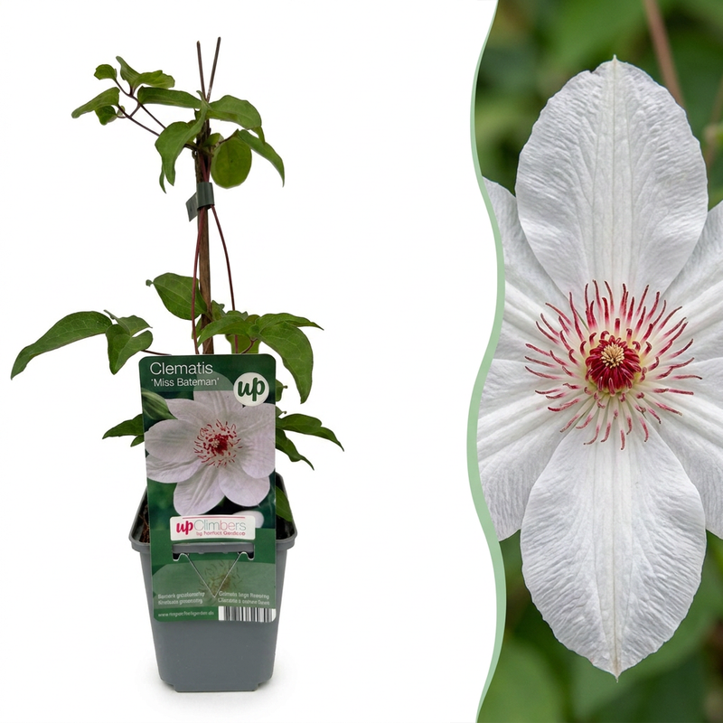 6x Clematis Miss Bateman - Waldrebe Miss Bateman - Weiß - Kletterpflanze - Ø9cm - ↕35cm