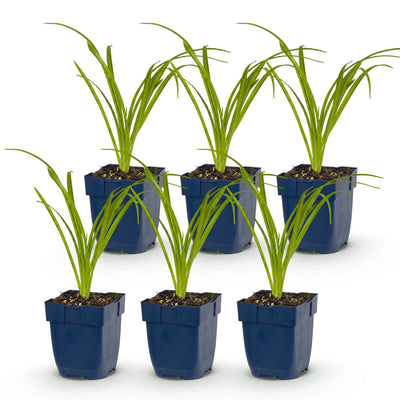 Green boutiQ - Perennial - Hemerocallis Tricolour - Daylily - Bee and butterfly attractors - Cream - Yellow - Red - 6 Plants - Pot 11cm - Height 15-25cm