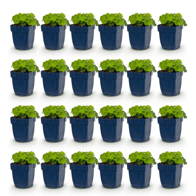 Green boutiQ - Perennials - Alchemilla mollis - Lady's Mantle - Groundcover - Yellow - 24 Plants - Pot 11cm - Height 15-25cm