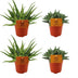 2x Aloe Spider + 2x Crassula Tenelli - 4-Piece Houseplant Set Ø10.5cm Bild 1