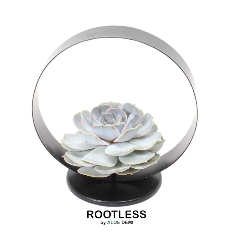 ROOTLESS Echeveria Lilacina Deko-Set Ø20 cm mit Metallständer