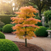 GreenboutiQ Japanischer Ahorn Katsura (2er-Set), Orange, 70cm, Topf 19cm Bild 7