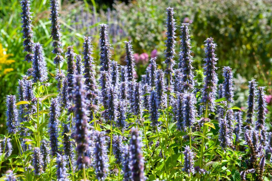 Agastache 'Black Adder' - 12x Staude ↕10-25cm im Ø9cm Topf