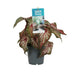 Caladium Bicolor 'Engelsschwingen' – Ø12cm Topf, ca. 25cm hoch Bild 1