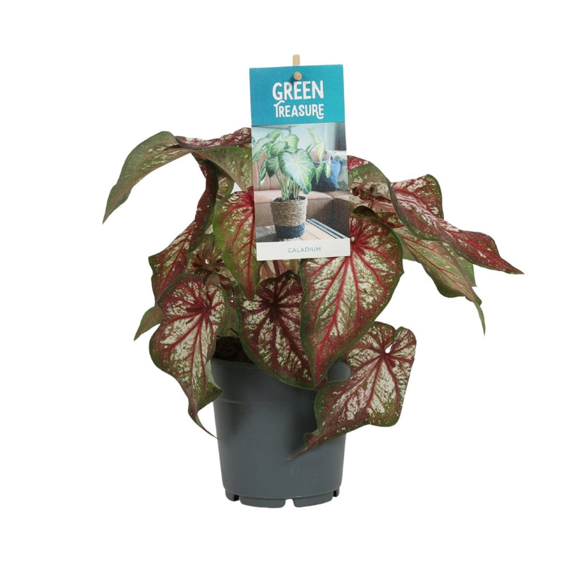 Caladium Bicolor 'Engelsschwingen' – Ø12cm Topf, ca. 25cm hoch