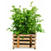 Paletten-Angebot Heckenpflanzen: 50 Fagus sylvatica ↕60-80 - Ø 19cm | Mini-Palette Bild 3