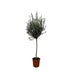 Olivenbaum auf Stamm (160cm) – Mediterranes Flair für Ihr Zuhause Bild 1