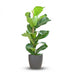 Fiddle-Leaf Fig with Grey Pot – 80 cm – Ø21 Bild 1