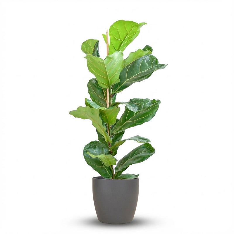 Fiddle-Leaf Fig with Grey Pot – 80 cm – Ø21