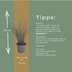 6x Miscanthus sinensis ‚Gracillimus‘ – Elegantes Prachtgras mit anmutig herabhängenden Blättern | Topfgröße 12 cm Bild 5